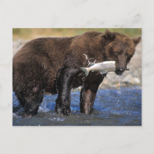 Bruin beer, grizzly beer, met zalmvangst, briefkaart