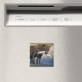 Bruin beer, grizzly beer, met zalmvangst, magneet (Insitu (Vaatwasser))