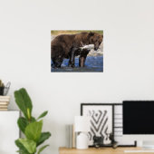 Bruin beer, grizzly beer, met zalmvangst, poster (Thuiskantoor)