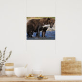 Bruin beer, grizzly beer, met zalmvangst, poster (Keuken)