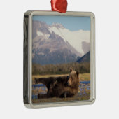 Bruin beer, grizzly beer op zijn rug metalen ornament (Rechts)