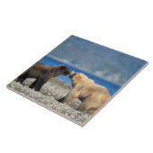 Bruin beer, grizzly beer, speel op het strand, tegeltje (Zijkant)