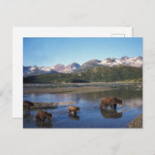 Bruin beer, grizzly beer, zeug en kubben in briefkaart (Voorkant / Achterkant)