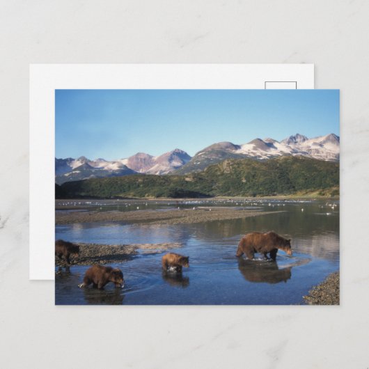 Bruin beer, grizzly beer, zeug en kubben in briefkaart (Voorkant / Achterkant)