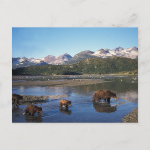 Bruin beer, grizzly beer, zeug en kubben in briefkaart