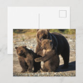 Bruin beer, grizzly beer, zeug met kubben aan de k briefkaart (Voorkant / Achterkant)
