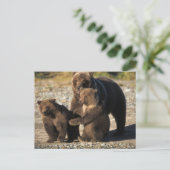 Bruin beer, grizzly beer, zeug met kubben aan de k briefkaart (Staand voorkant)
