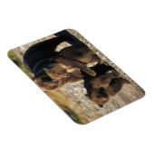 Bruin beer, grizzly beer, zeug met kubben aan de k magneet (Rechterzijde)