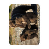 Bruin beer, grizzly beer, zeug met kubben aan de k magneet (Verticaal)