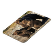 Bruin beer, grizzly beer, zeug met kubben aan de k magneet (Linkerzijde)