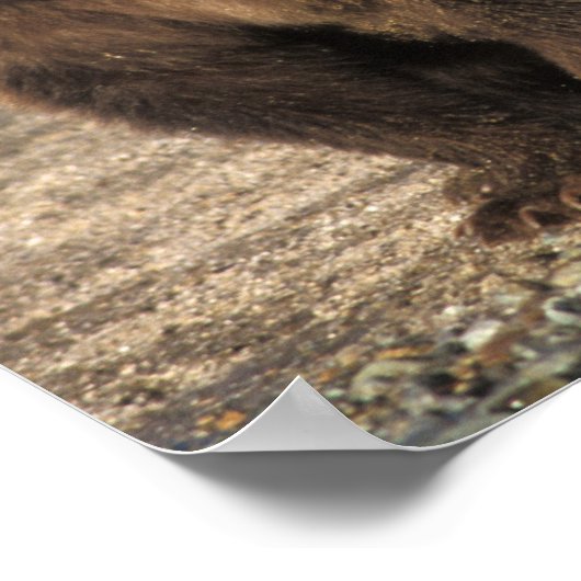 Bruin beer, grizzly beer, zeug met kubben aan de k poster (Hoek)