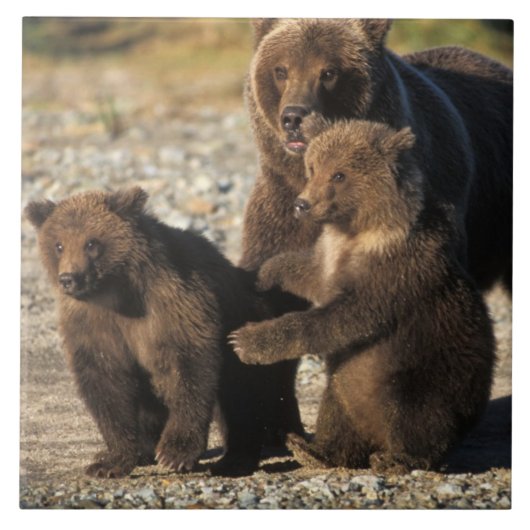 Bruin beer, grizzly beer, zeug met kubben aan de k tegeltje (Voorkant)