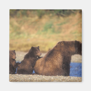 bruin beer, grizzly beer, zeug met kubben, magneet
