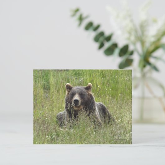 Bruin beer in gras, Alaska grizzly Briefkaart (Staand voorkant)