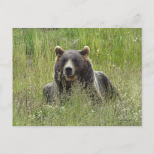 Bruin beer in gras, Alaska grizzly Briefkaart