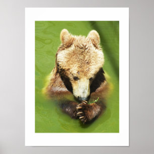 Bruin beer in water poster