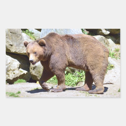 Bruin beer lopend briefkaart T-Shirt Coffee Mok Rechthoekige Sticker (Voorkant)