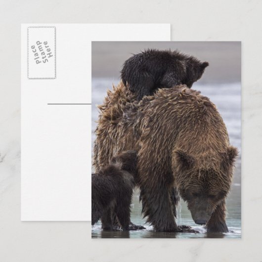Bruin Beer | Nationaal park Lake Clark Briefkaart (Voorkant / Achterkant)