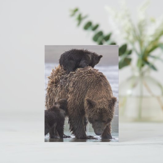 Bruin Beer | Nationaal park Lake Clark Briefkaart (Staand voorkant)