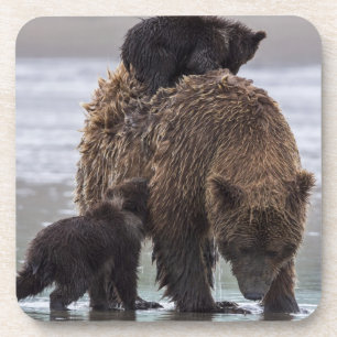 Bruin Beer Nationaal park Lake Clark Onderzetter
