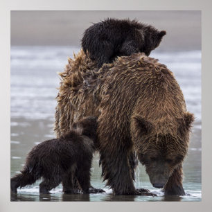 Bruin Beer   Nationaal park Lake Clark Poster