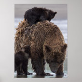 Bruin Beer | Nationaal park Lake Clark Poster (Voorkant)