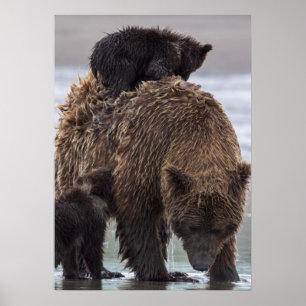Bruin Beer   Nationaal park Lake Clark Poster