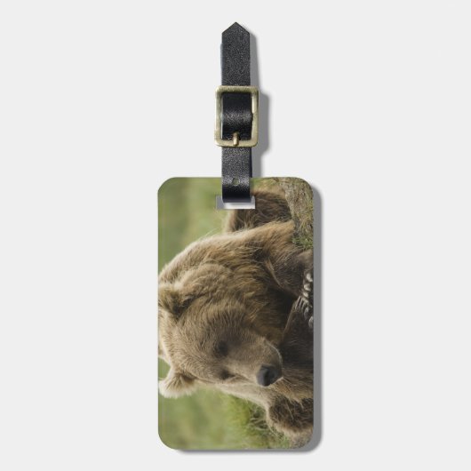 Bruin beer, of kustGrizzly Beer, Ursus Bagagelabel (Voorkant verticaal)