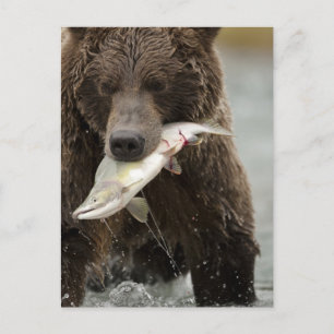 Bruin beer, of kustGrizzly Beer, Ursus Briefkaart