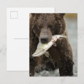 Bruin beer, of kustGrizzly Beer, Ursus Briefkaart (Voorkant / Achterkant)