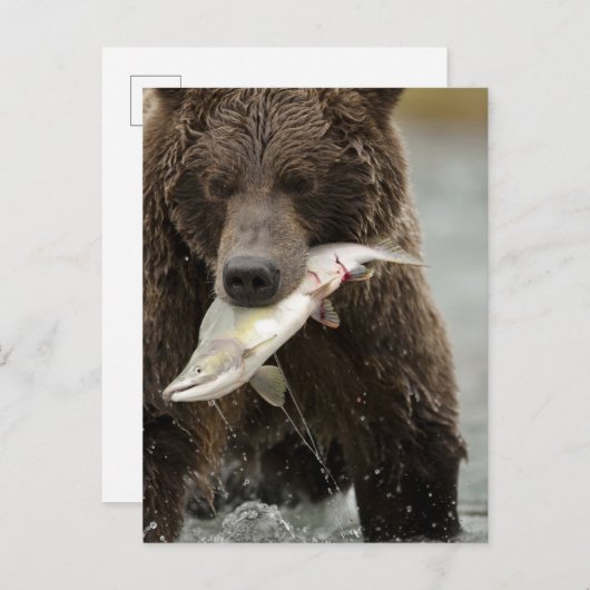 Bruin beer, of kustGrizzly Beer, Ursus Briefkaart (Voorkant / Achterkant)