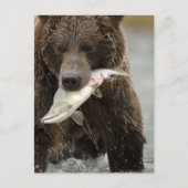 Bruin beer, of kustGrizzly Beer, Ursus Briefkaart (Voorkant)