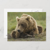 Bruin beer, of kustGrizzly Beer, Ursus Briefkaart (Voorkant / Achterkant)
