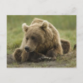 Bruin beer, of kustGrizzly Beer, Ursus Briefkaart (Voorkant)