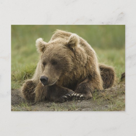 Bruin beer, of kustGrizzly Beer, Ursus Briefkaart (Voorkant)