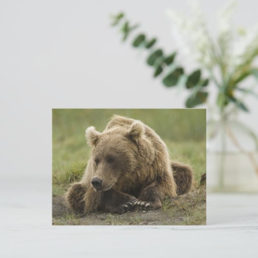 Bruin beer, of kustGrizzly Beer, Ursus Briefkaart (Staand voorkant)