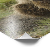 Bruin beer, of kustGrizzly Beer, Ursus Foto Afdruk (Hoek)