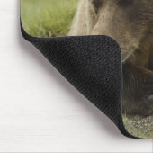 Bruin beer, of kustGrizzly Beer, Ursus Muismat (Hoek)