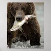 Bruin beer, of kustGrizzly Beer, Ursus Poster (Voorkant)