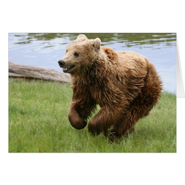 Bruin Beer onderweg (Voorkant Horizontaal)