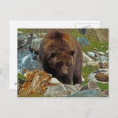 Bruin Beer op het Briefkaart van geelsteen (Voorkant / Achterkant)