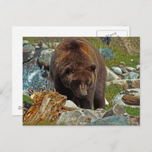 Bruin Beer op het Briefkaart van geelsteen (Voorkant / Achterkant)