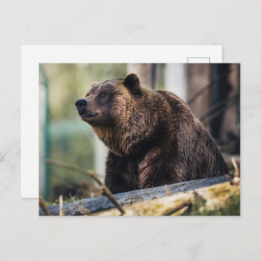 Bruin Beer Pose Briefkaart (Voorkant / Achterkant)