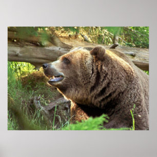 Bruin Beer Poster