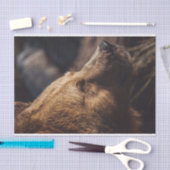 Bruin Beer Tissuepapier (Craft)