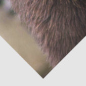 Bruin Beer Tissuepapier (Detail)