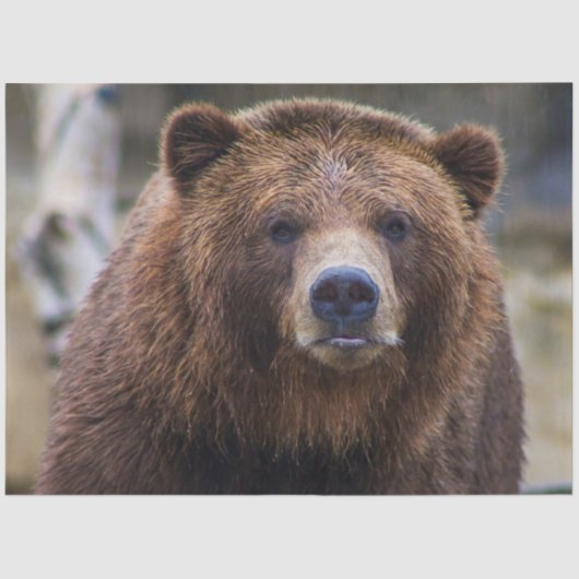 Bruin Beer Tissuepapier (Voorkant)