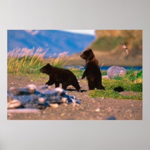 Bruin Beer, Ursus arctos, Alaska Peninsula, Poster