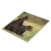bruin beer, Ursus arctos, grizzly beer, Ursus 2 Tegeltje (Zijkant)