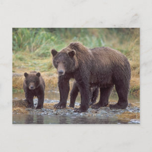 bruin beer, Ursus arctos, grizzly beer, Ursus 3 Briefkaart